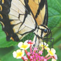 Butterfly on Flower