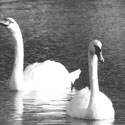 Swan Lake